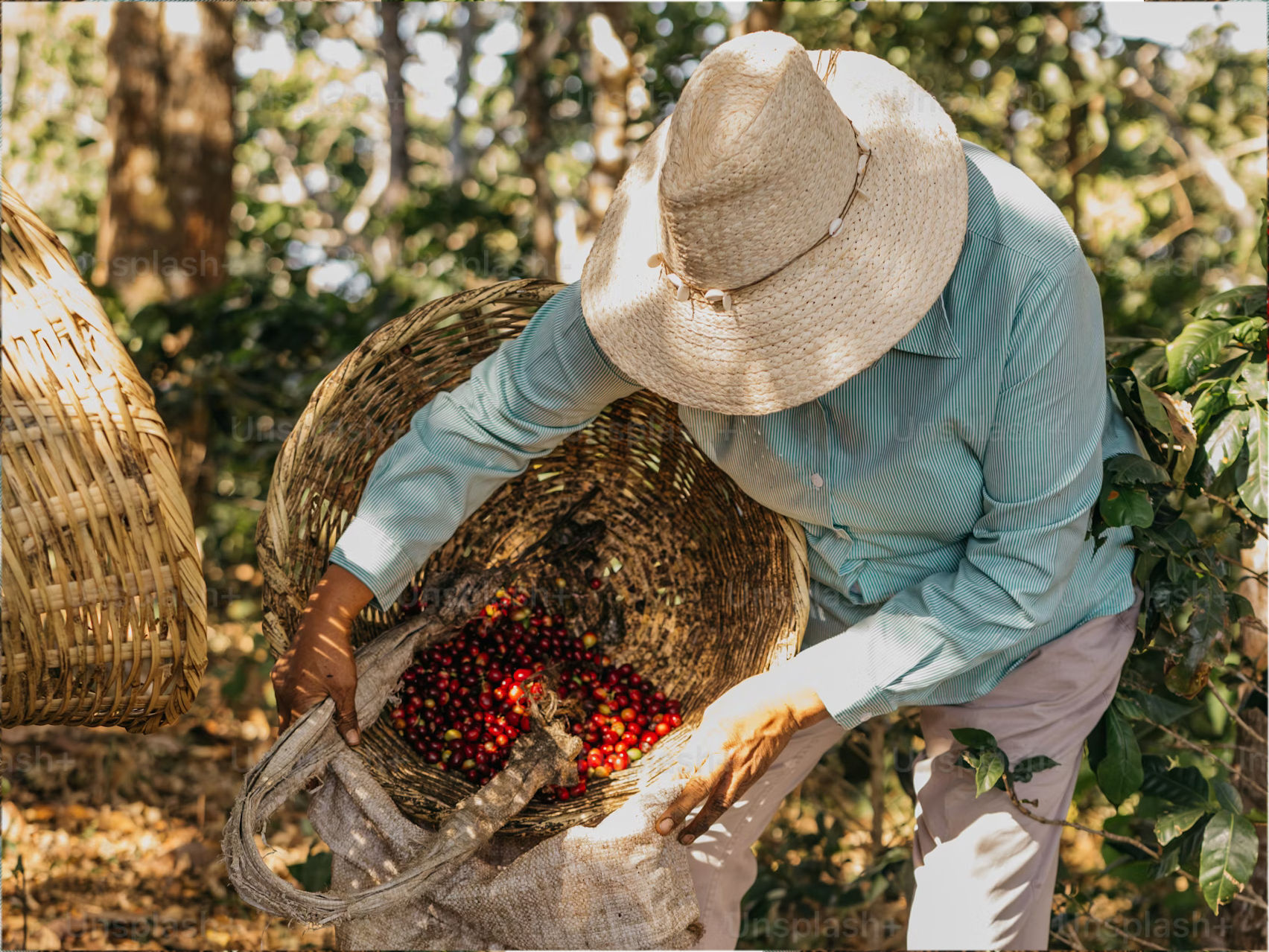 Honduras coffee farmer - Farm to Cup coffee sourcing